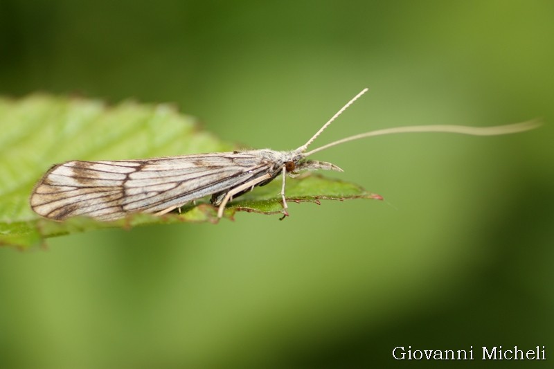 Odontocerum albicorne ?  S !